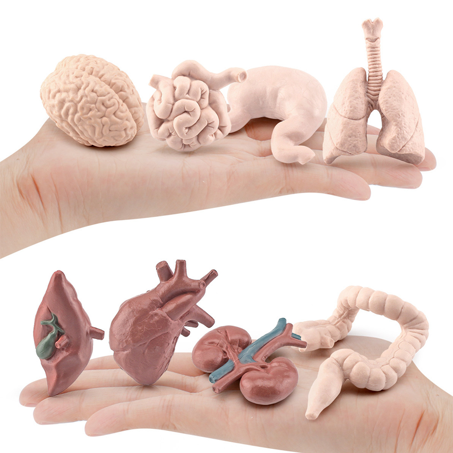 Realistic Human Organs Ancient - Kids Education System 评论和价格